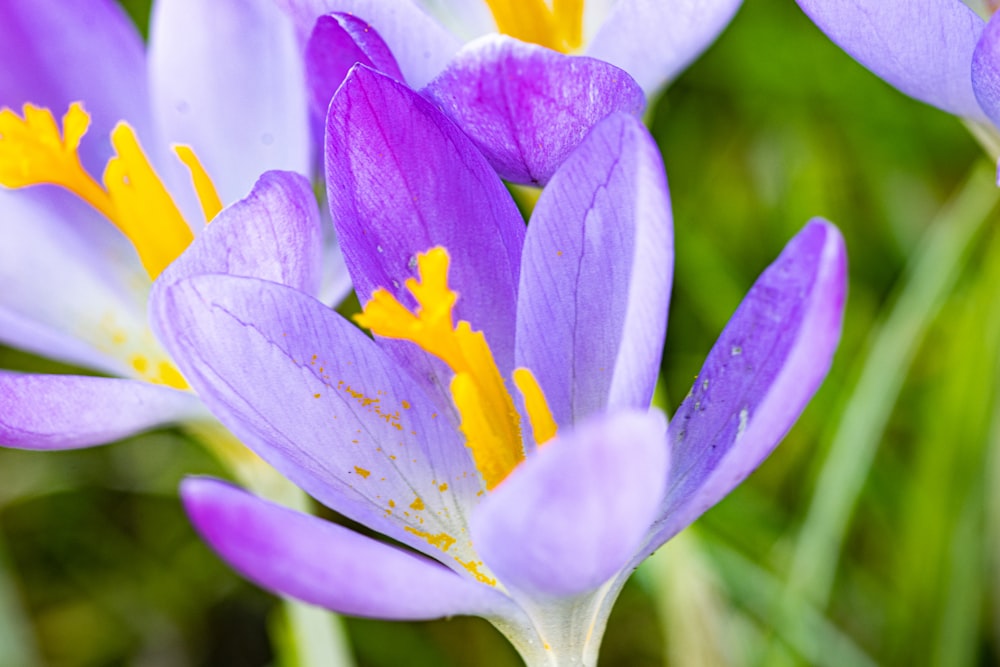 a group of purple flowers with yellow stamens