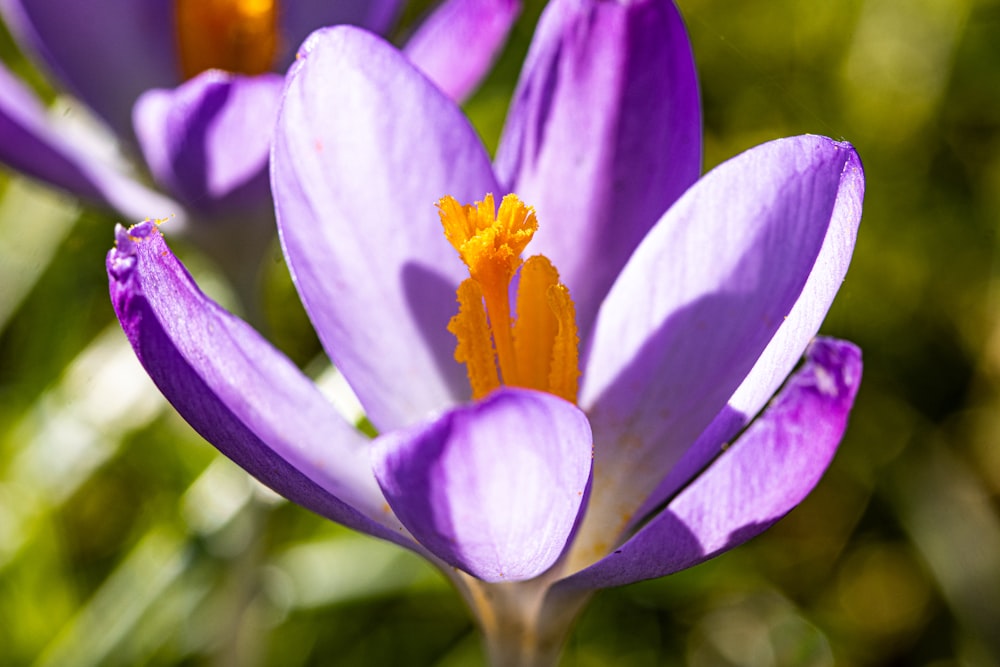 a close up of a purple flower with yellow stamen