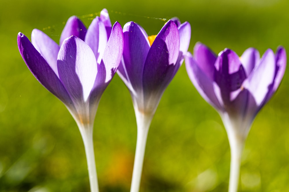 a group of purple flowers sitting on top of a lush green field