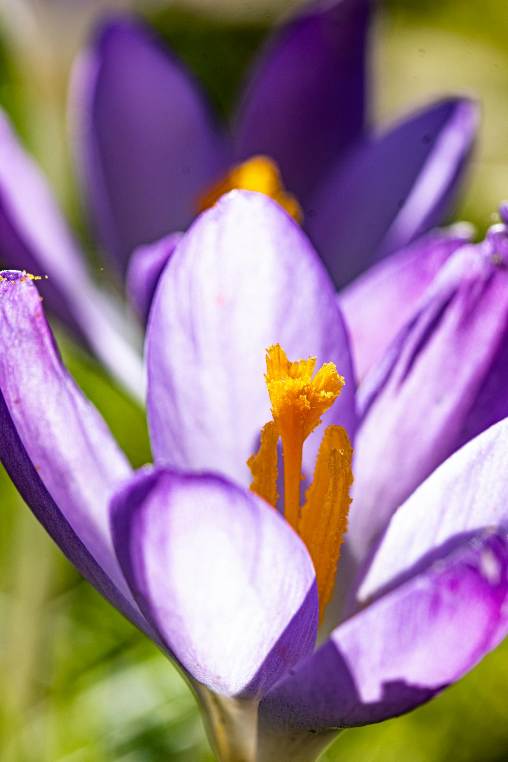 a close up of a purple flower with yellow stamen