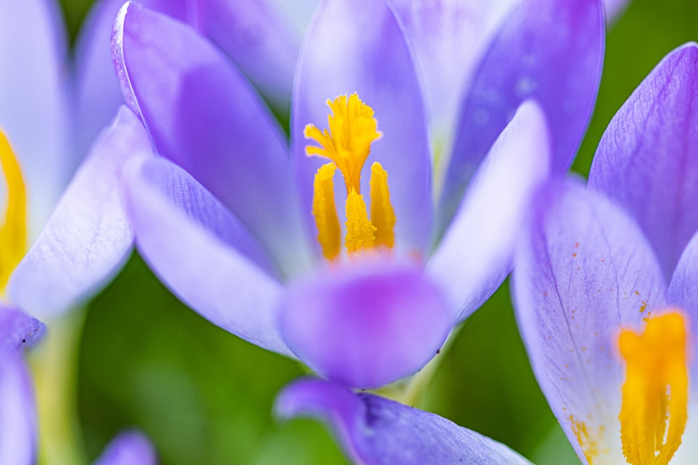 a group of purple flowers with yellow stamens