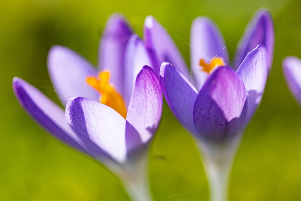 a group of purple flowers sitting on top of a green field