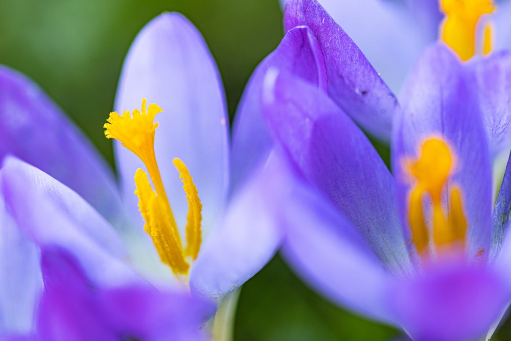 a group of purple flowers with yellow stamens