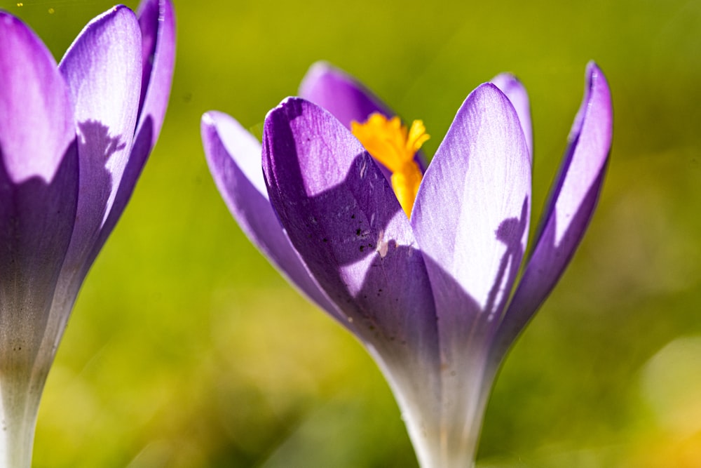 a couple of purple flowers with a yellow center