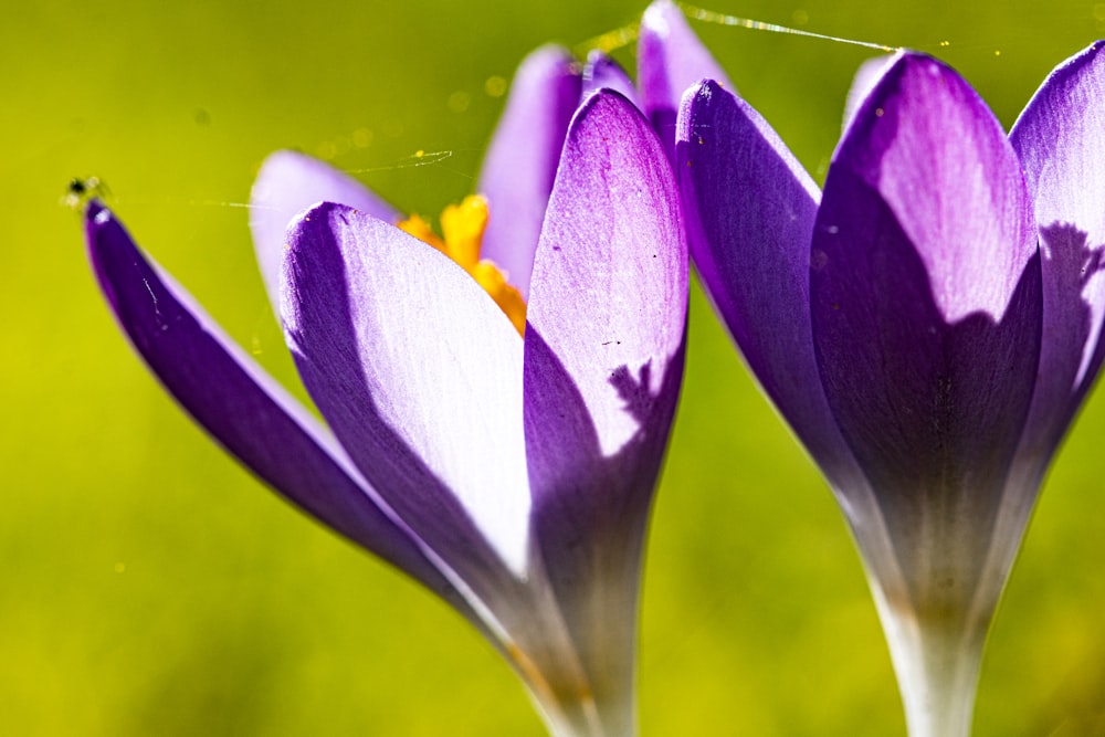 a close up of two purple flowers with a green background