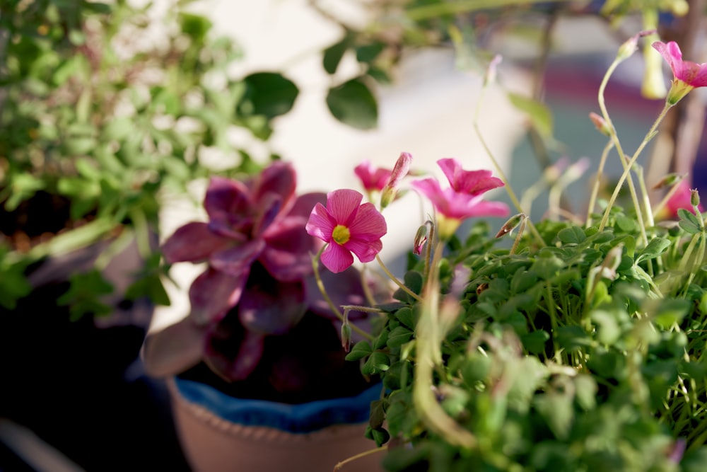 a couple of potted plants sitting next to each other