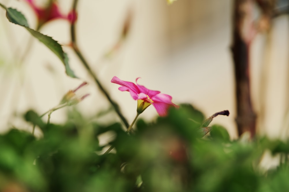 a close up of a pink flower with green leaves