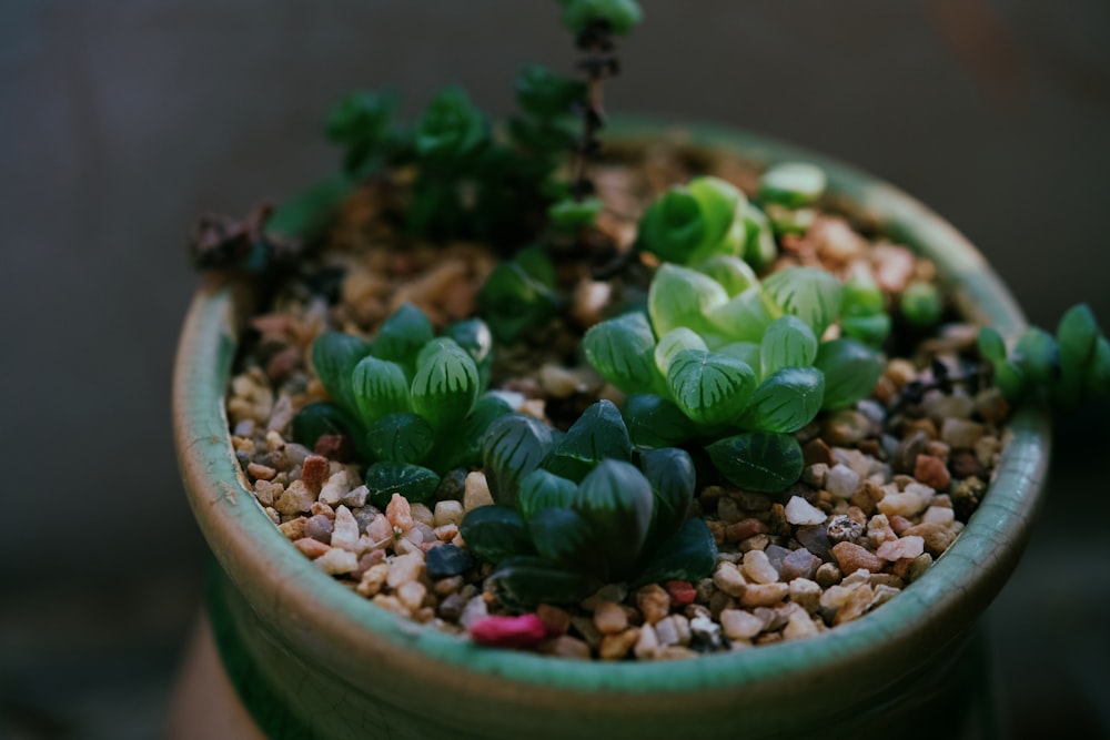 a small potted plant with green leaves