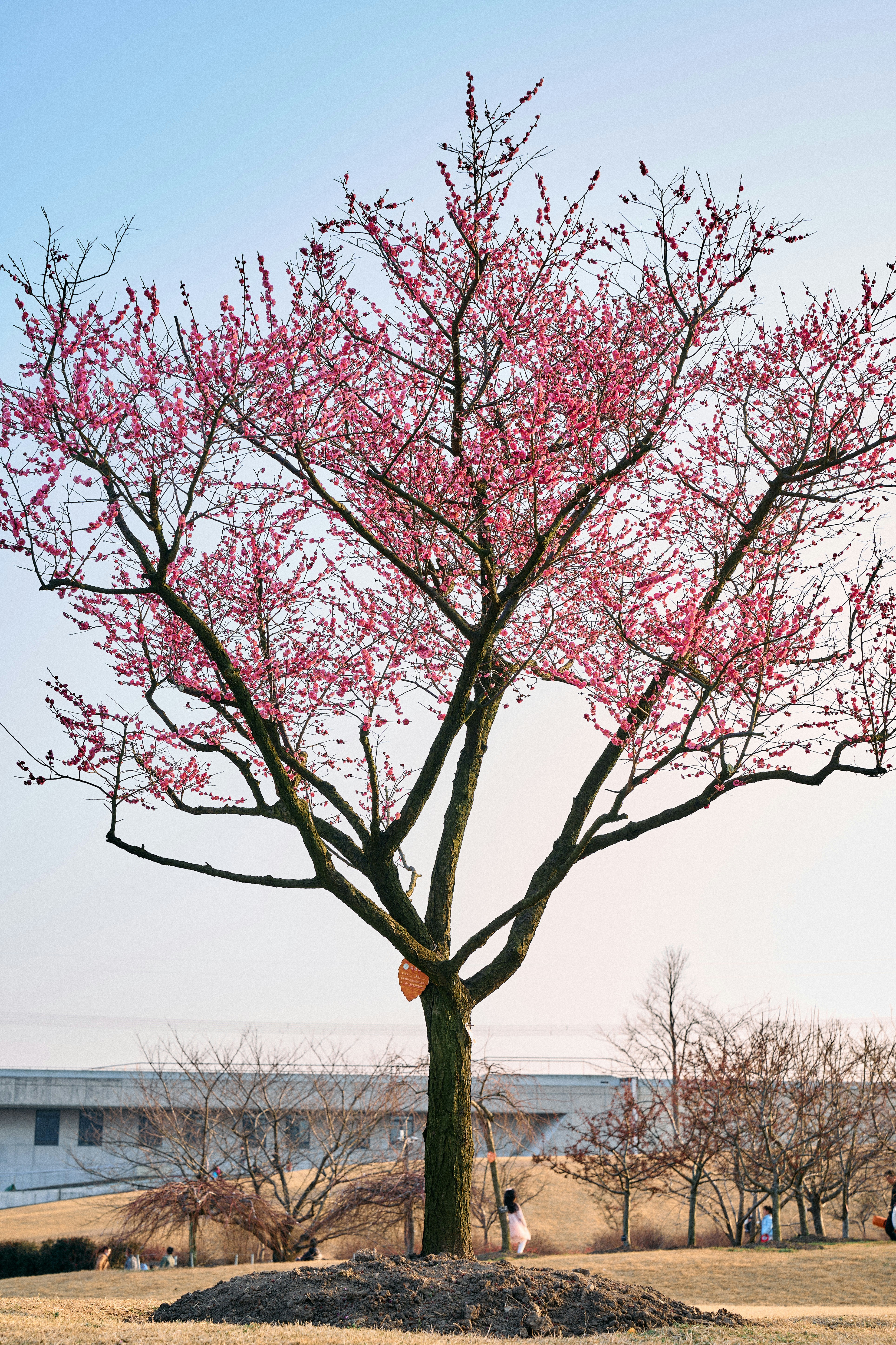 Photo by xingyechiang