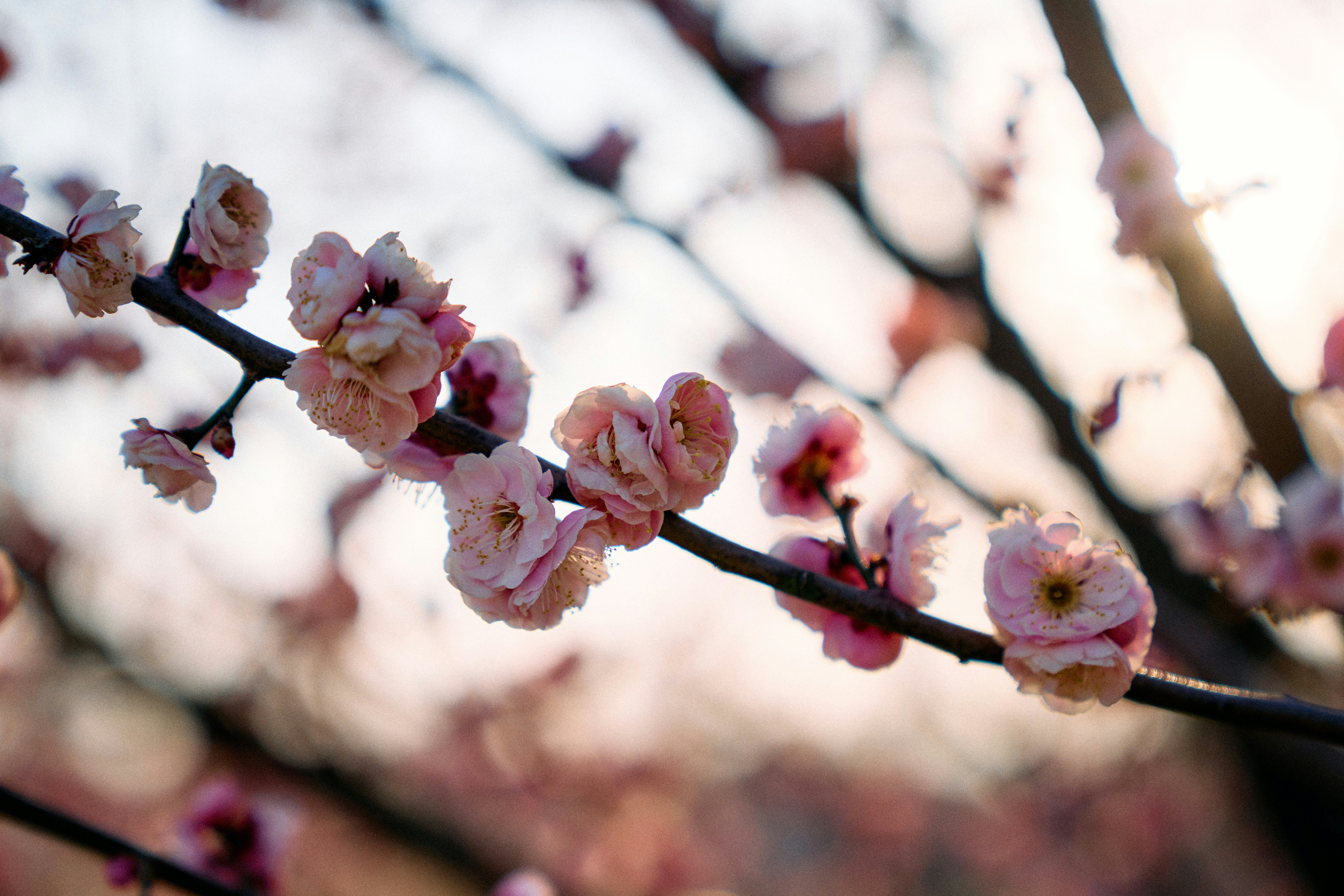 Photo by xingyechiang