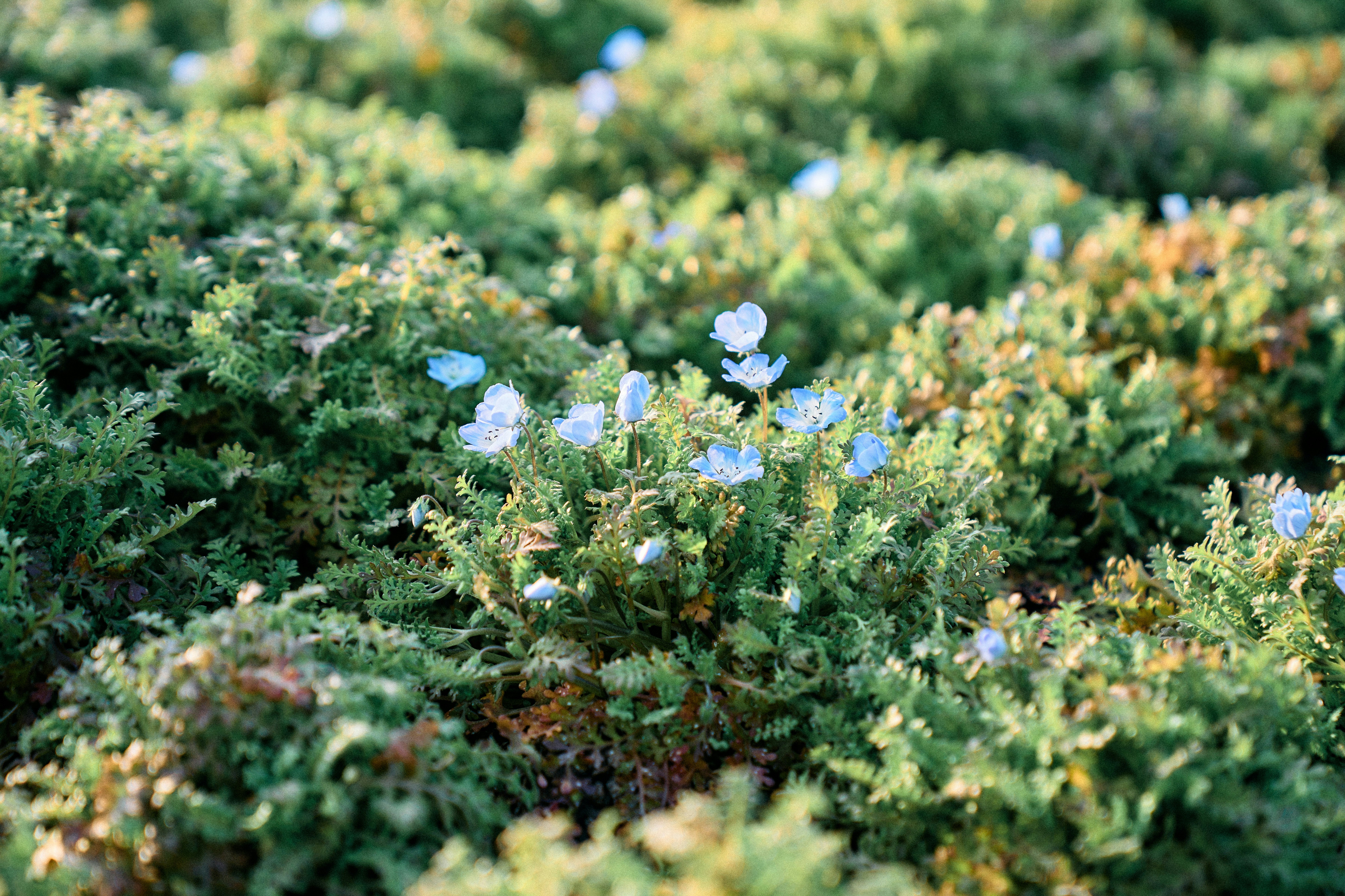 Photo by xingyechiang