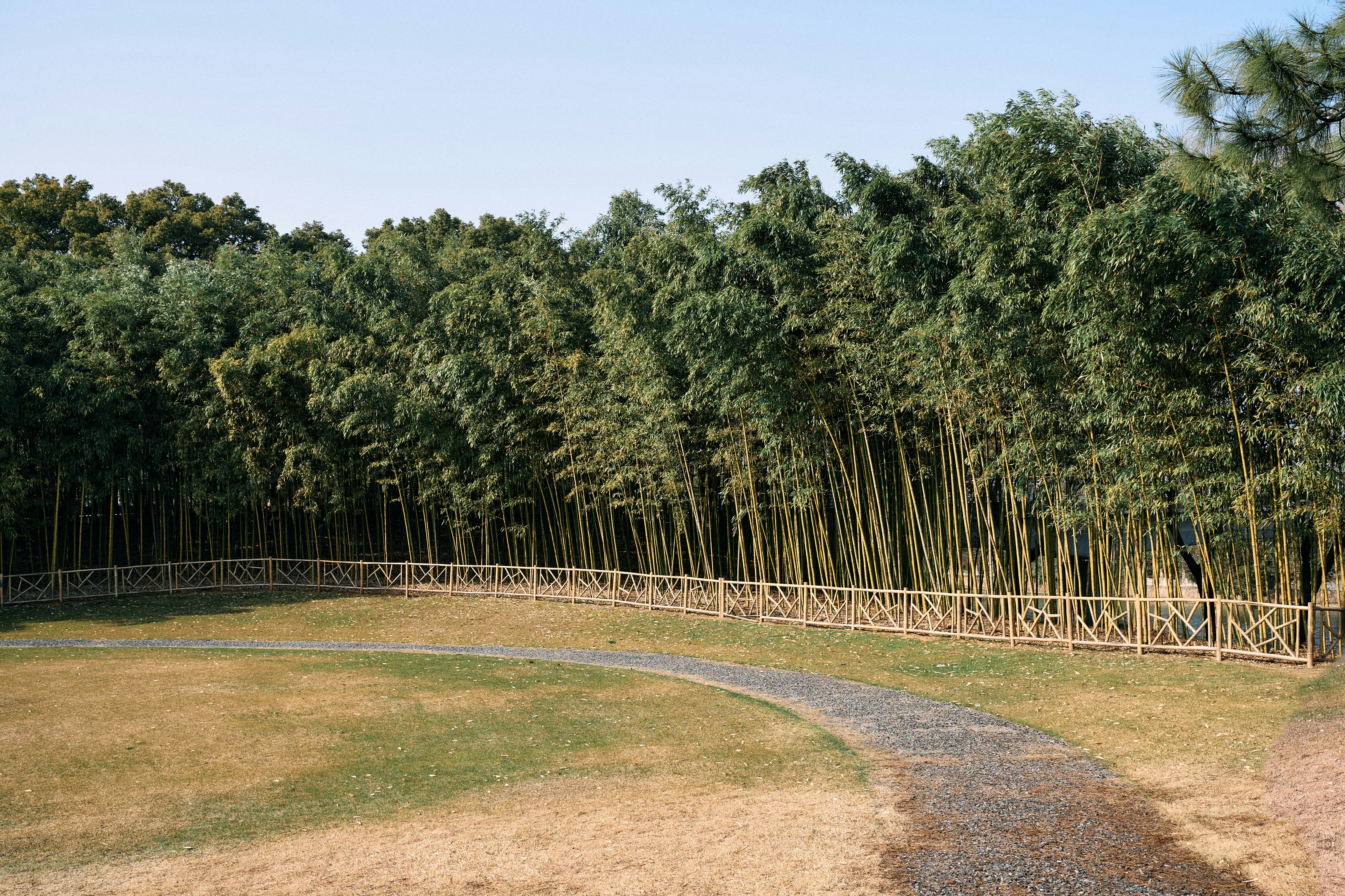 Bambú parque ecológico