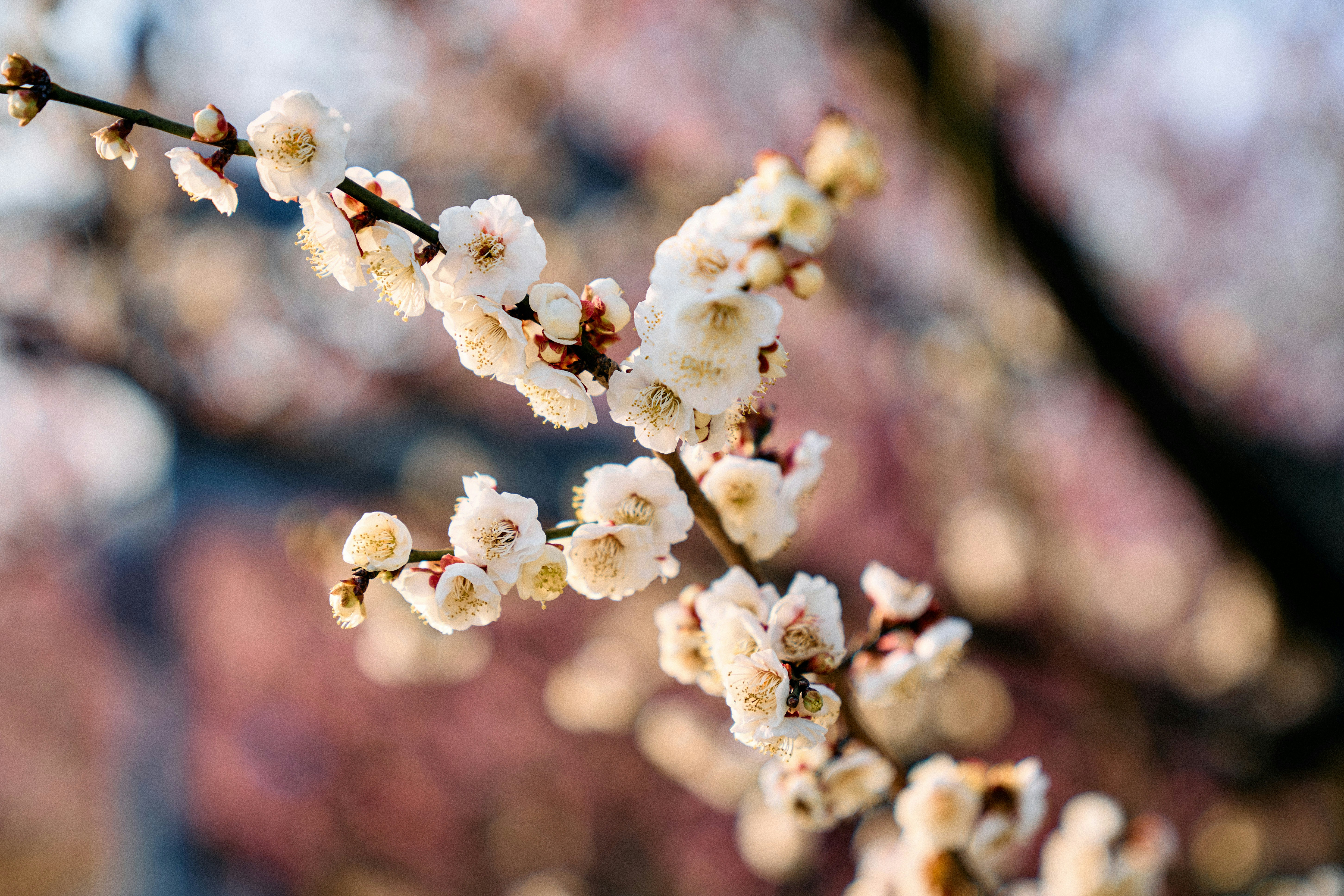 Photo by xingyechiang