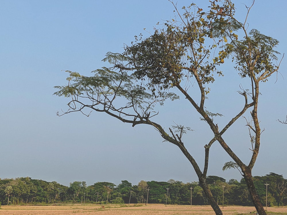 uma girafa de pé ao lado de uma árvore em um campo