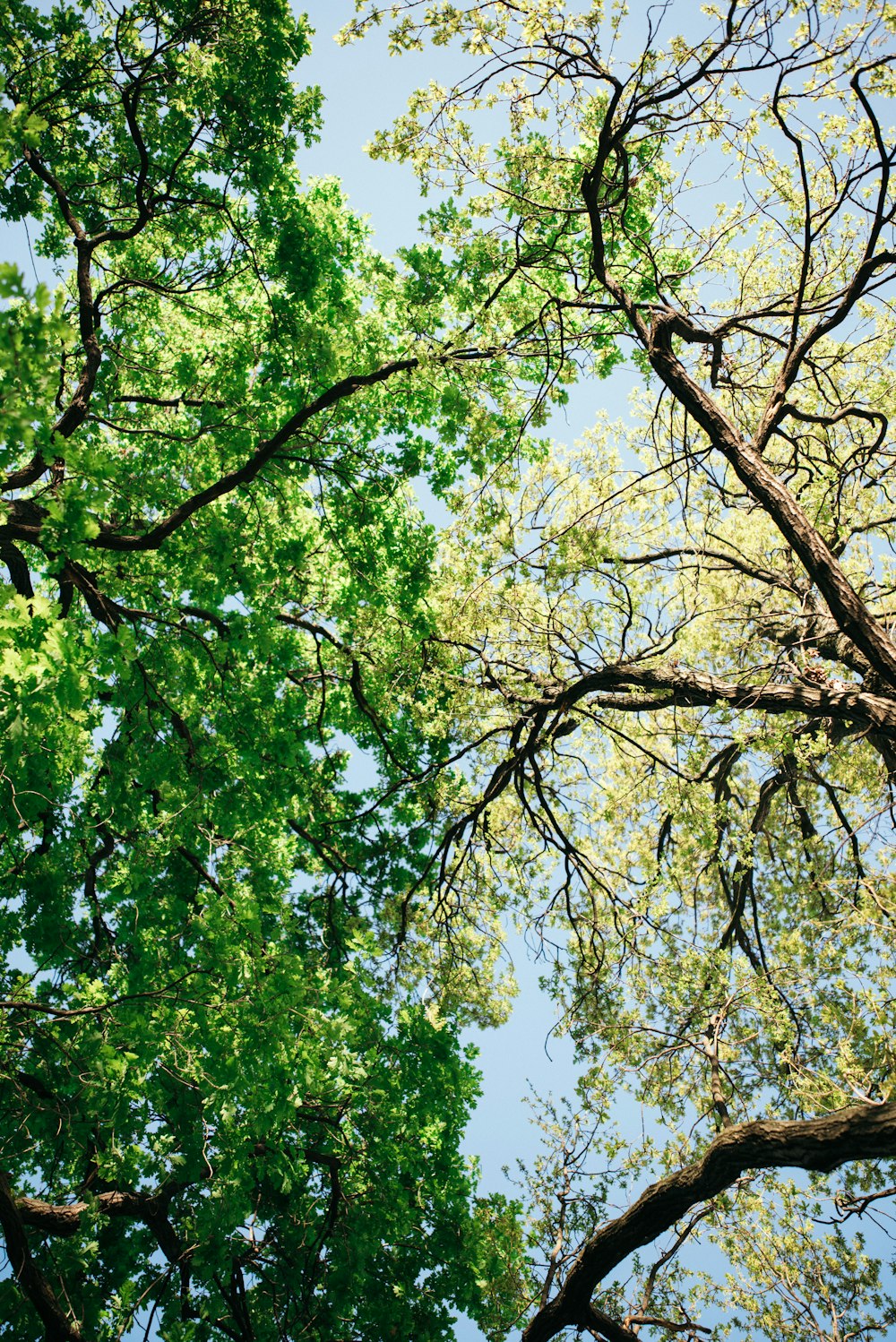 looking up at the tops of trees in a forest