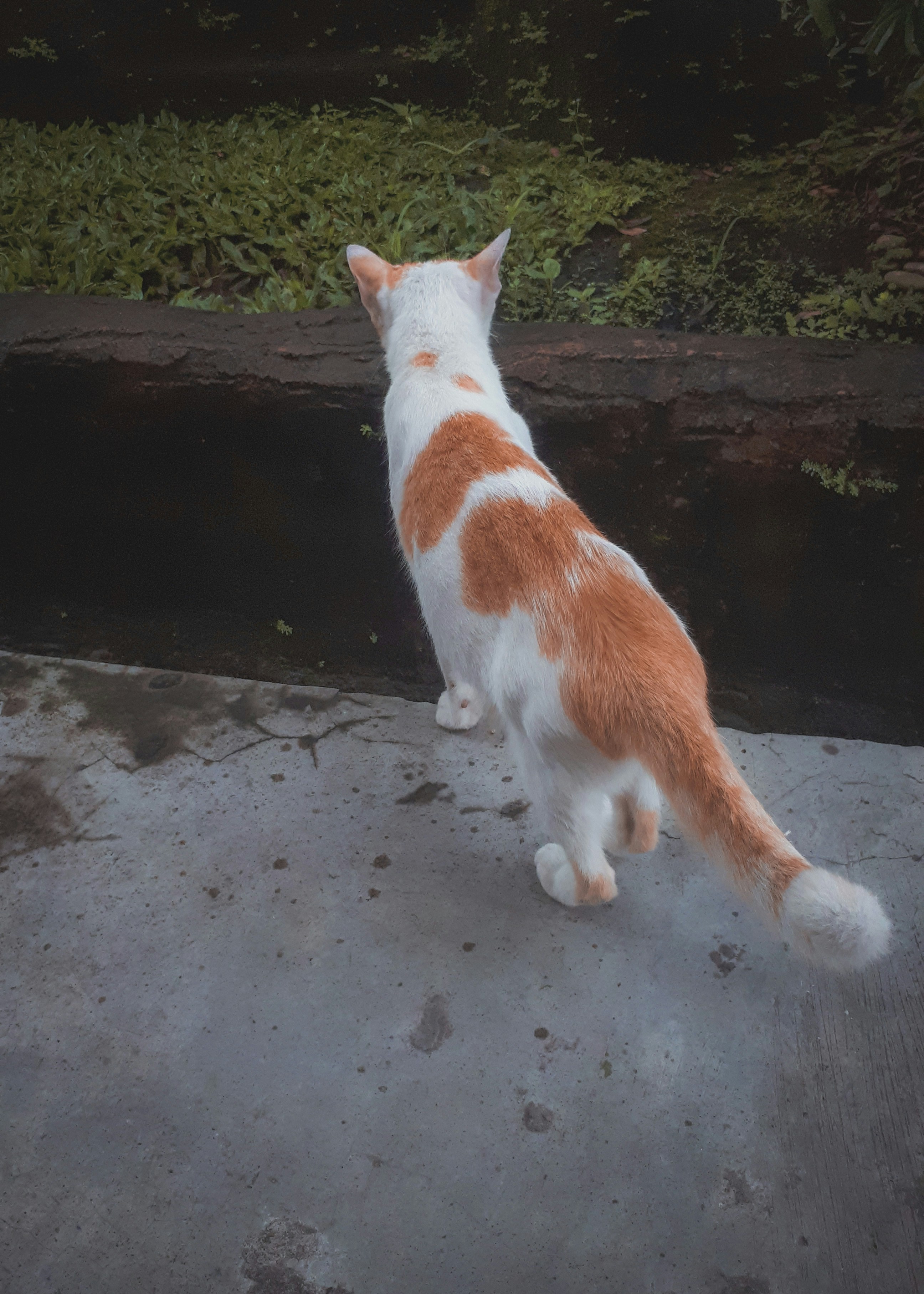 Swishing Tail: On Edge and Alert (image credits: unsplash)