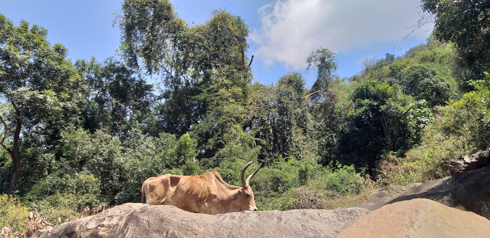 a cow standing on top of a large rock