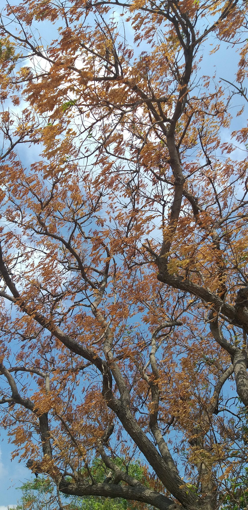 a tree with yellow leaves and a blue sky in the background