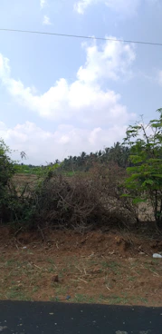 a field that has a bunch of trees in it