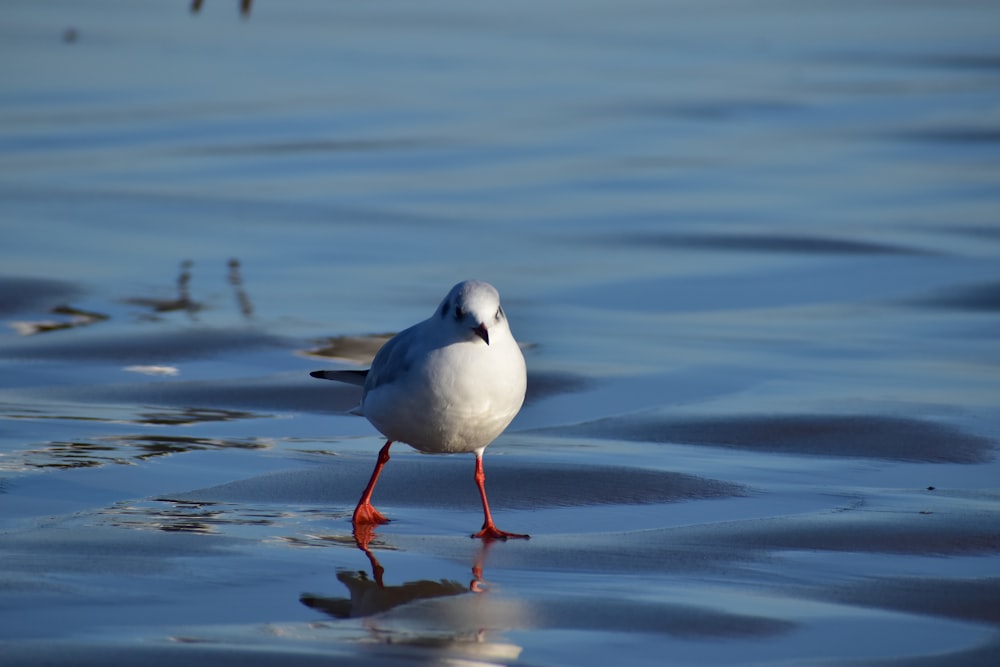 a seagull standing in the water looking for food