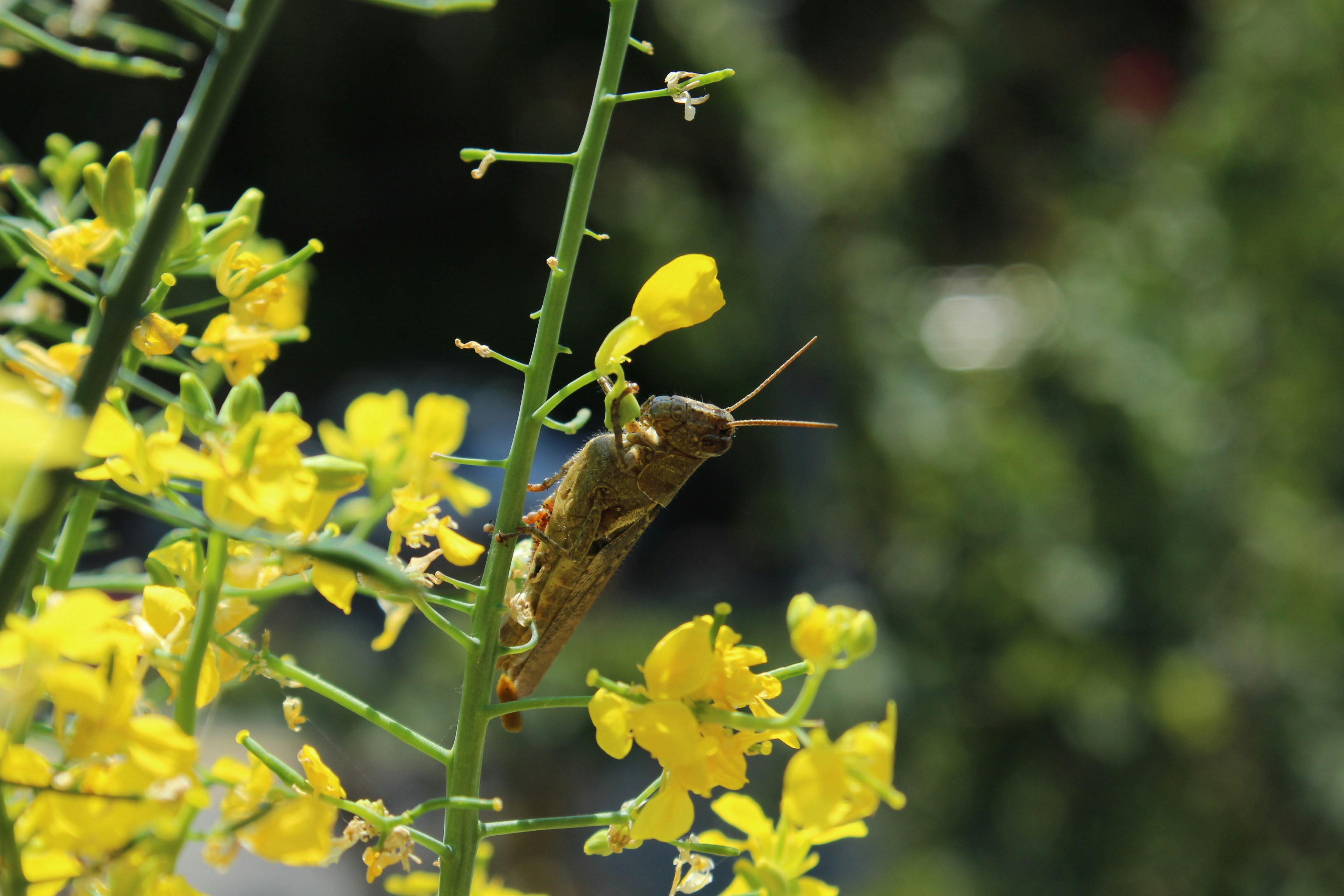 un insetto su una pianta con fiori gialli