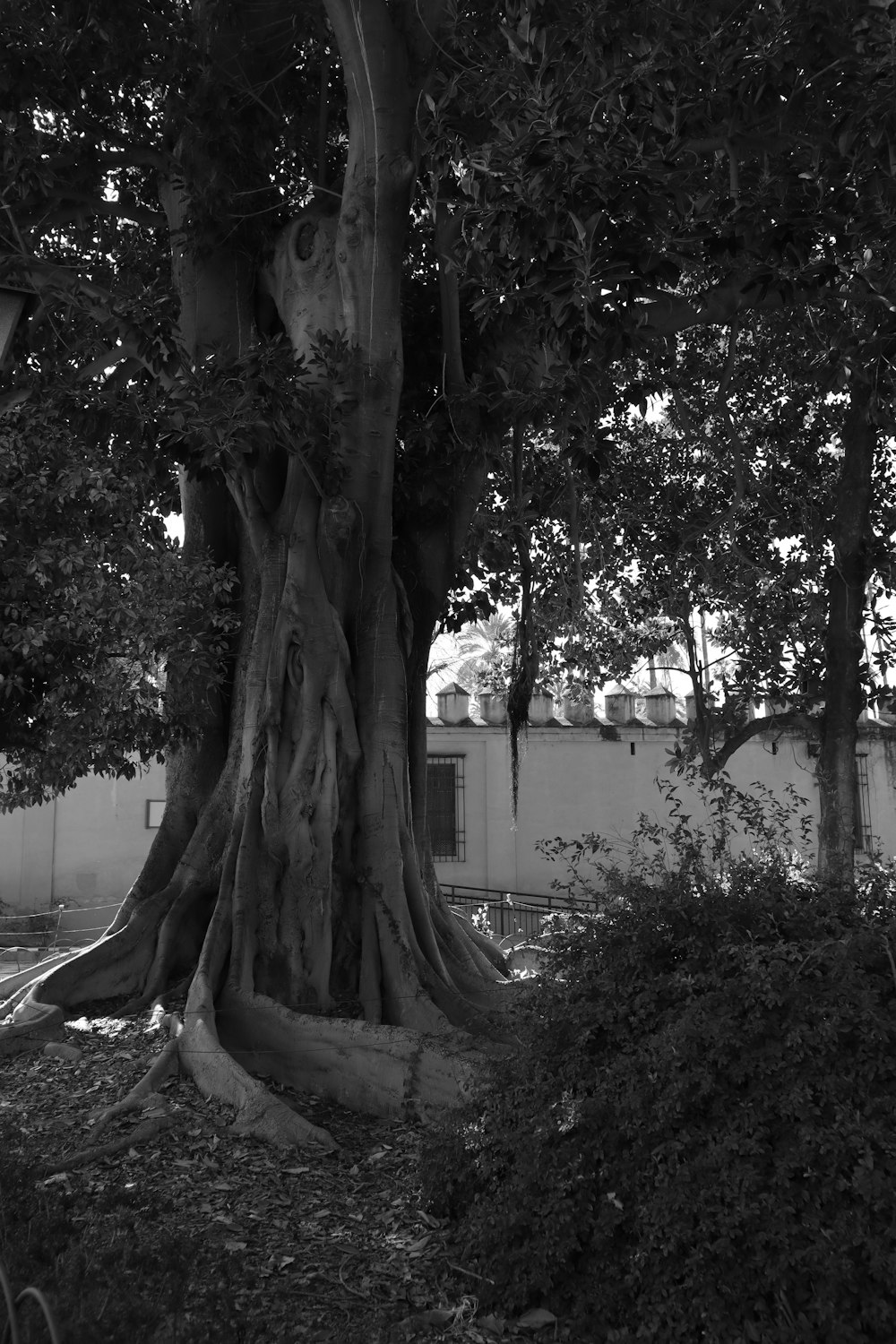 a large tree in a park next to a building