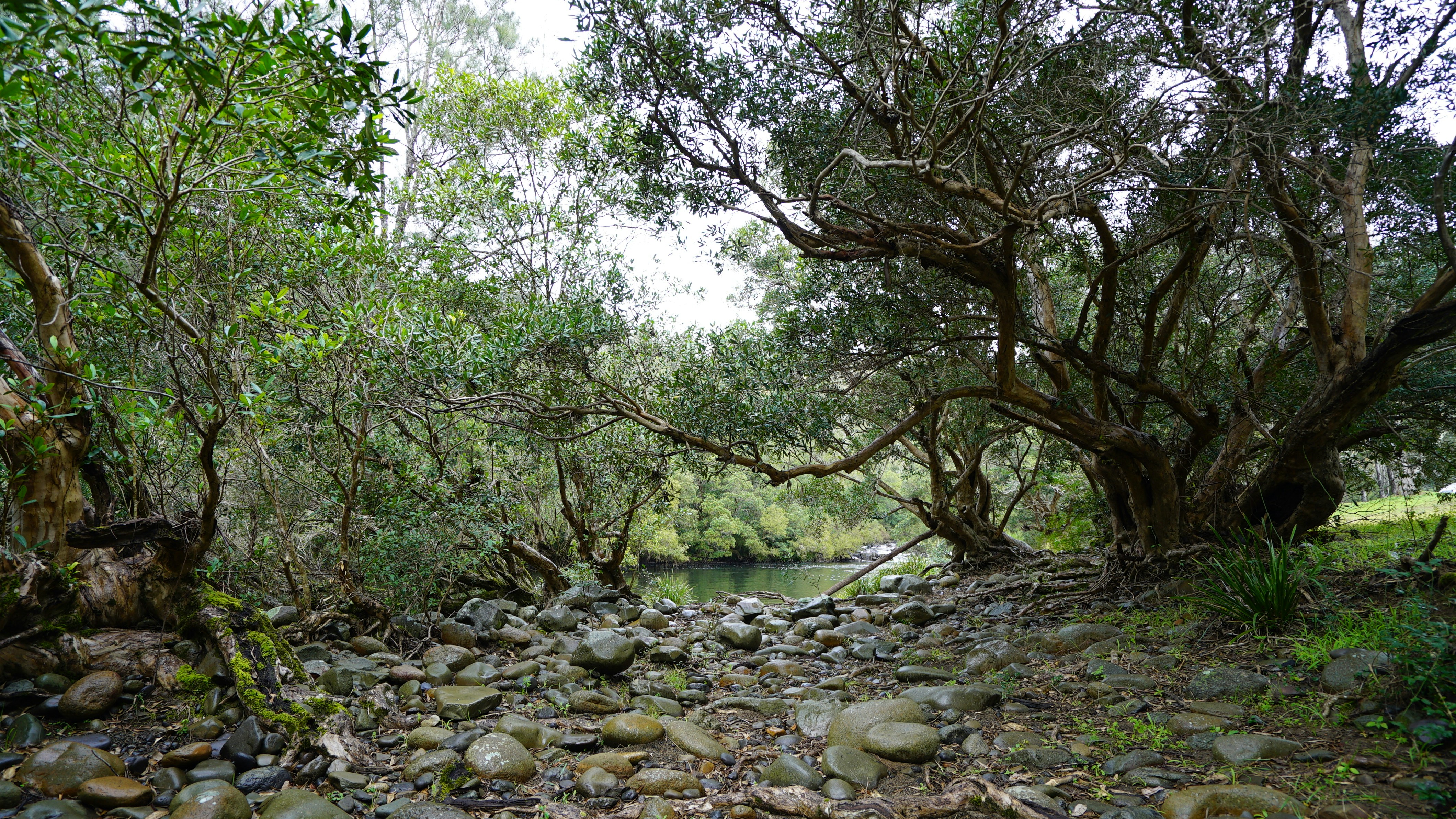 a river running through a lush green forest