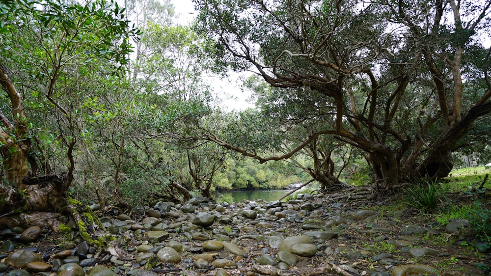 a river running through a lush green forest