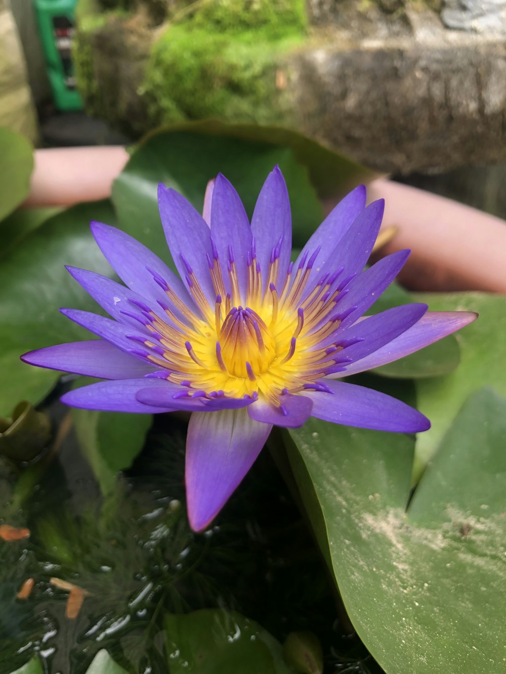 a purple and yellow water lily in a pond