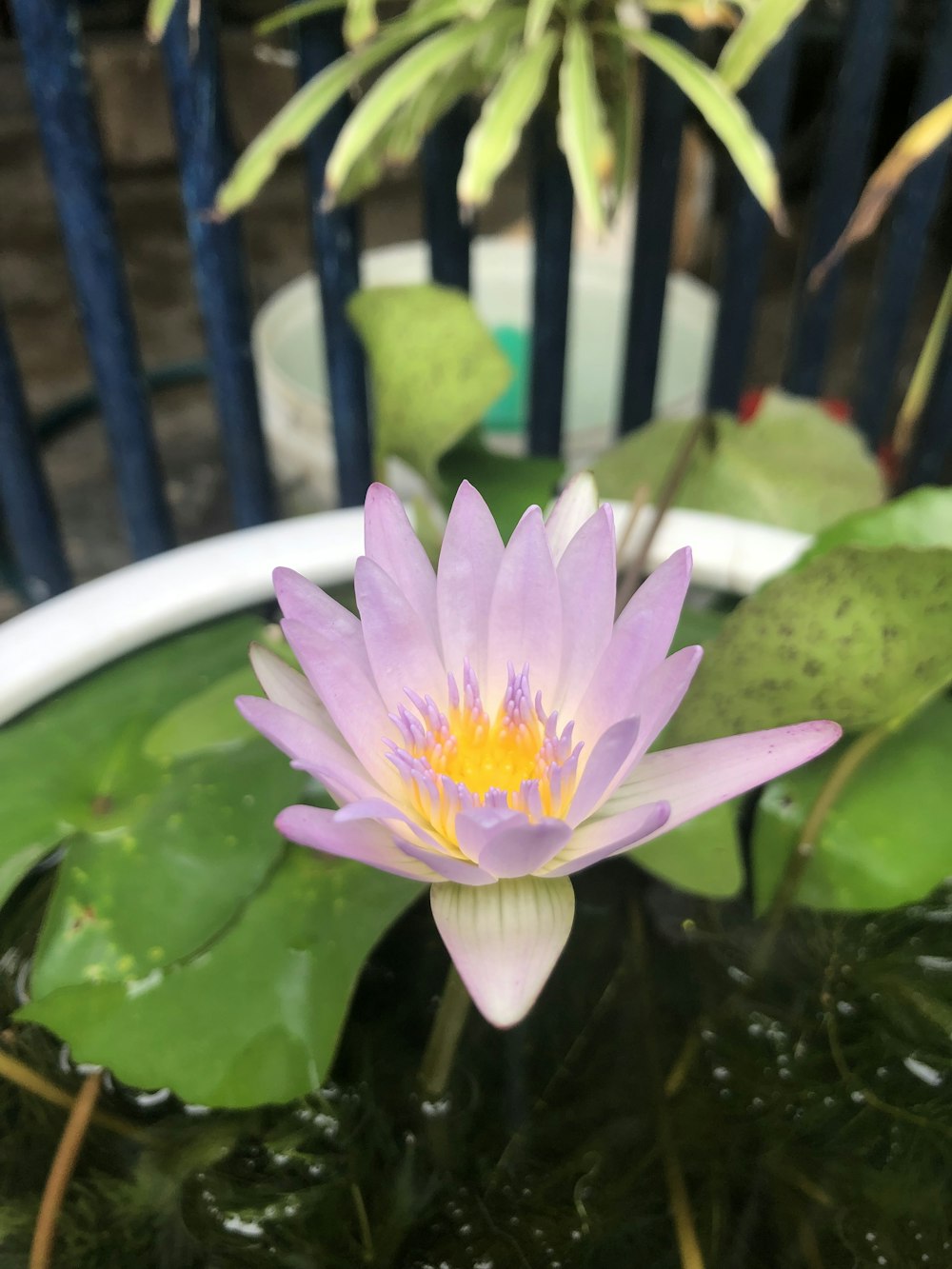 a purple water lily in a white bowl