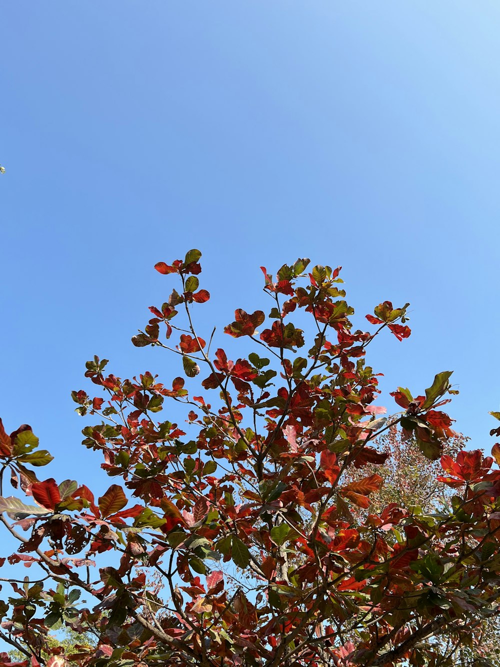 Ein Baum mit roten Blättern vor blauem Himmel