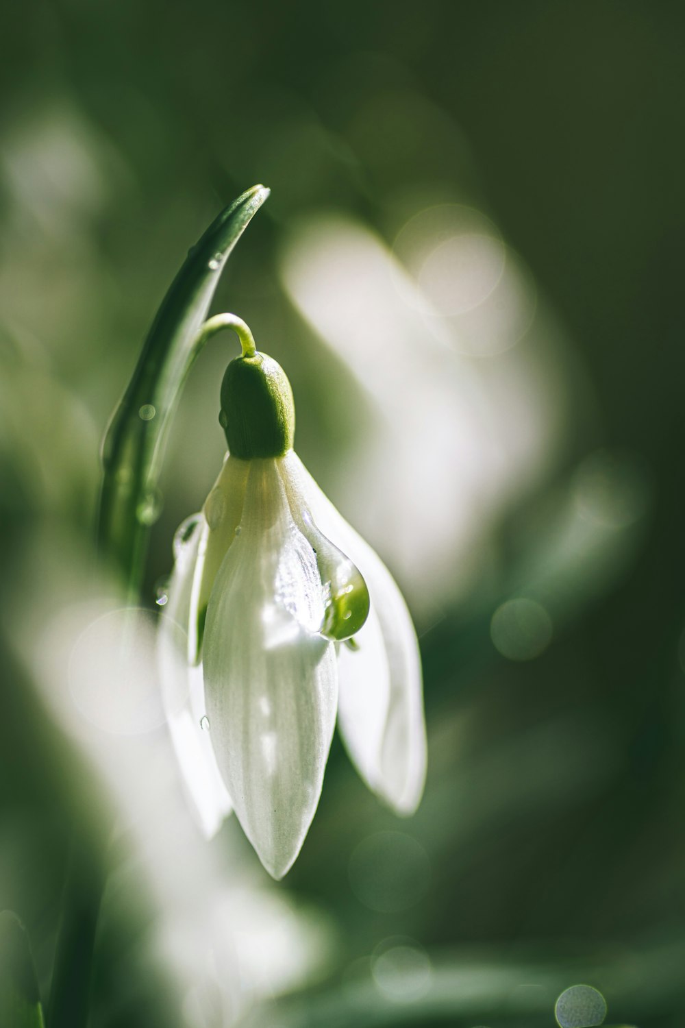 a close up of a flower with a blurry background