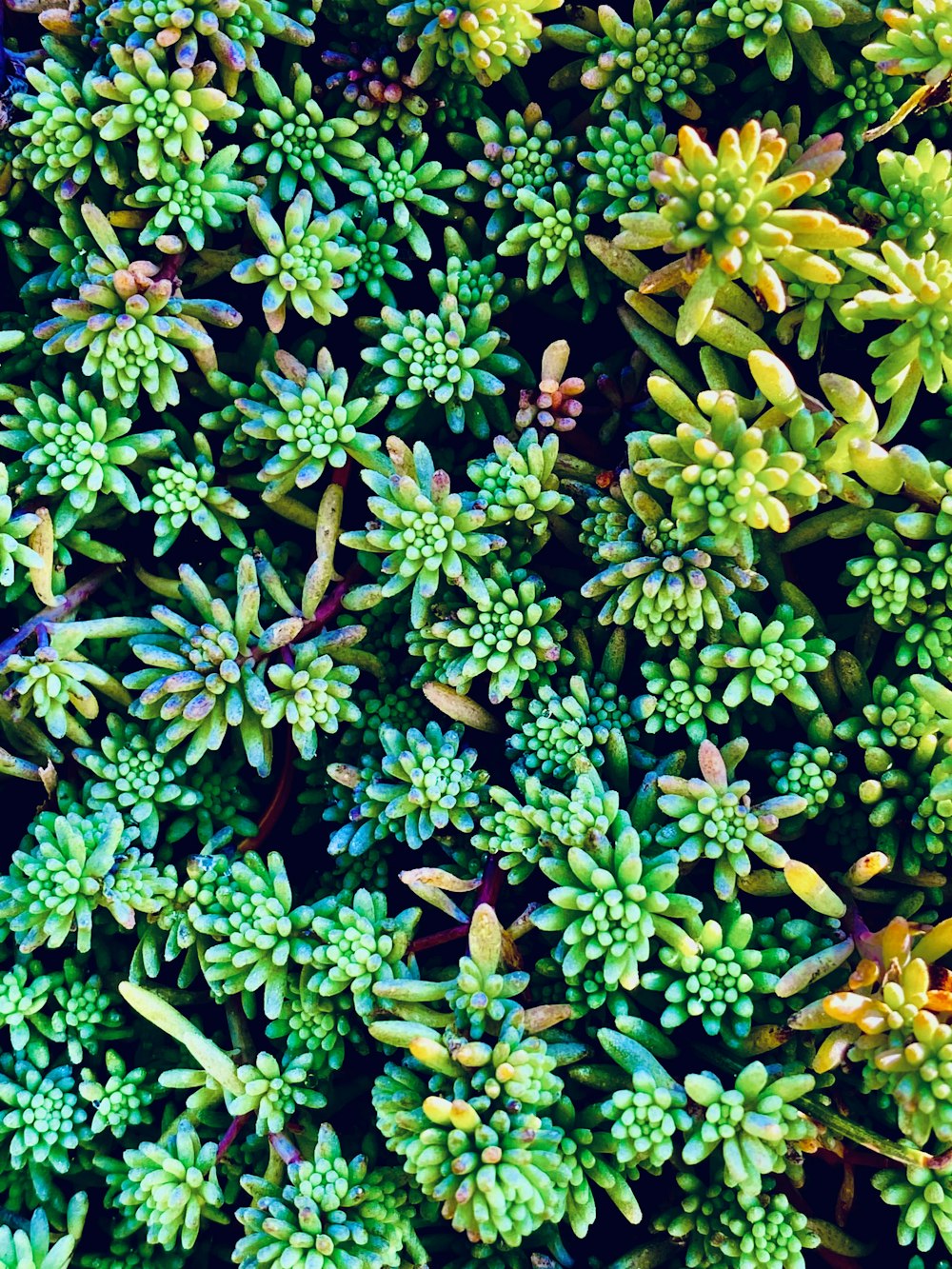 a close up of a bunch of green plants