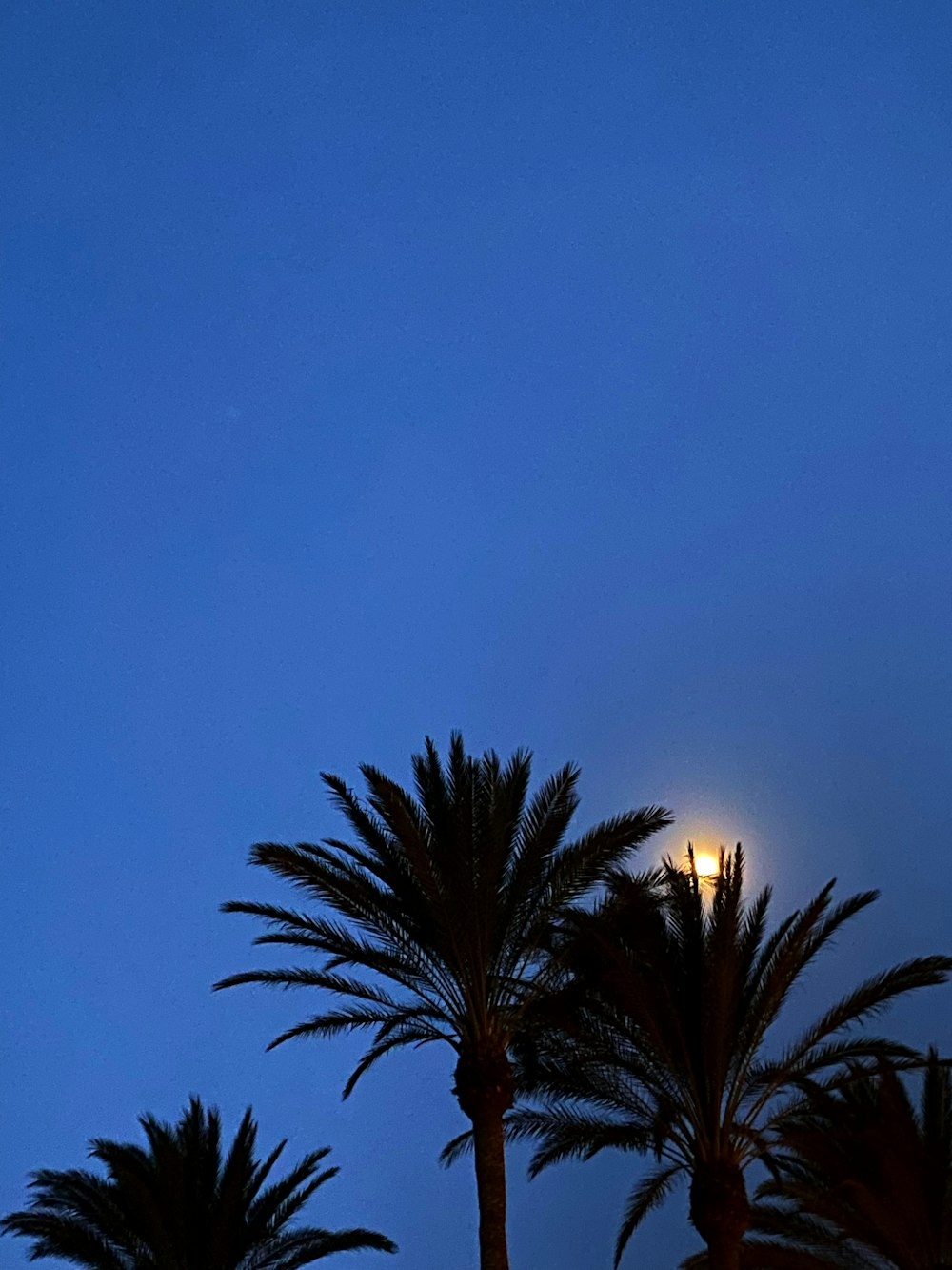 palm trees and a street light at night