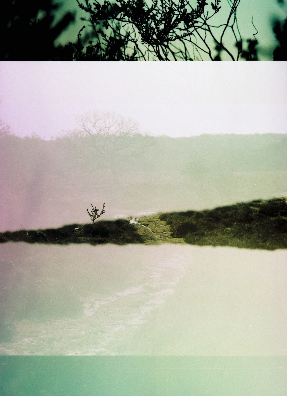 two pictures of a tree and a body of water