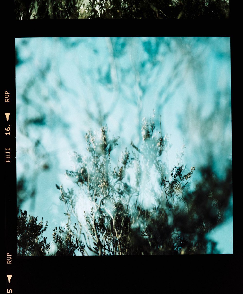 Una fotografía Polaroid de un árbol con un cielo azul en el fondo