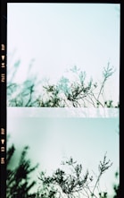 two pictures of a tree with a sky in the background