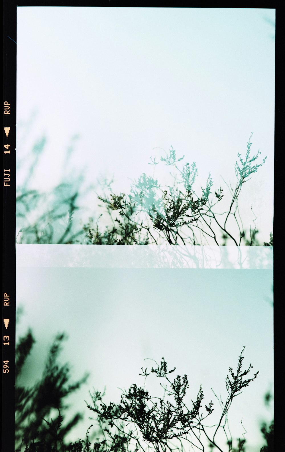 two pictures of a tree with a sky in the background