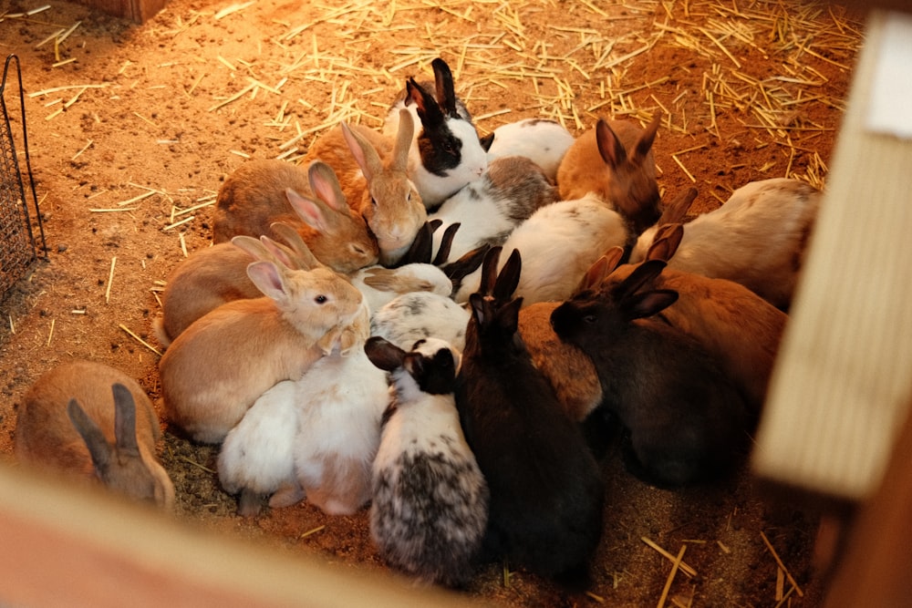 Un gruppo di conigli seduti in una penna