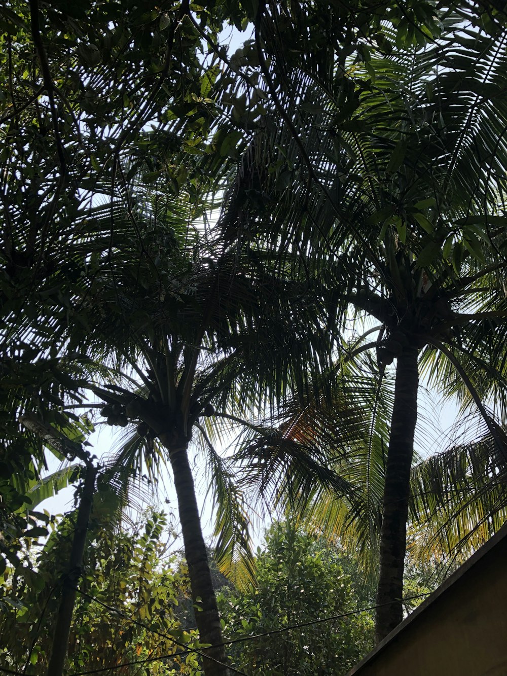 a couple of palm trees that are next to each other