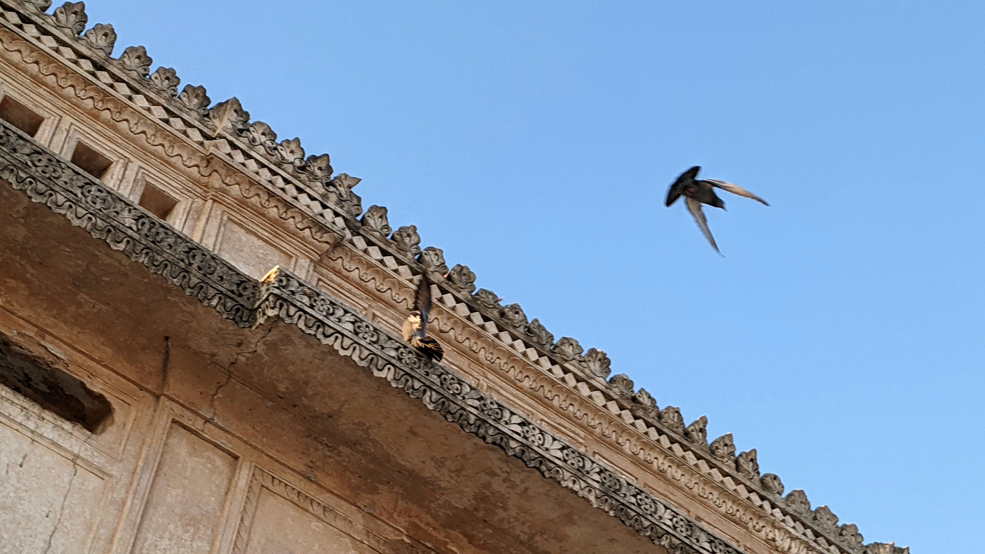 a bird flying in the air over a building