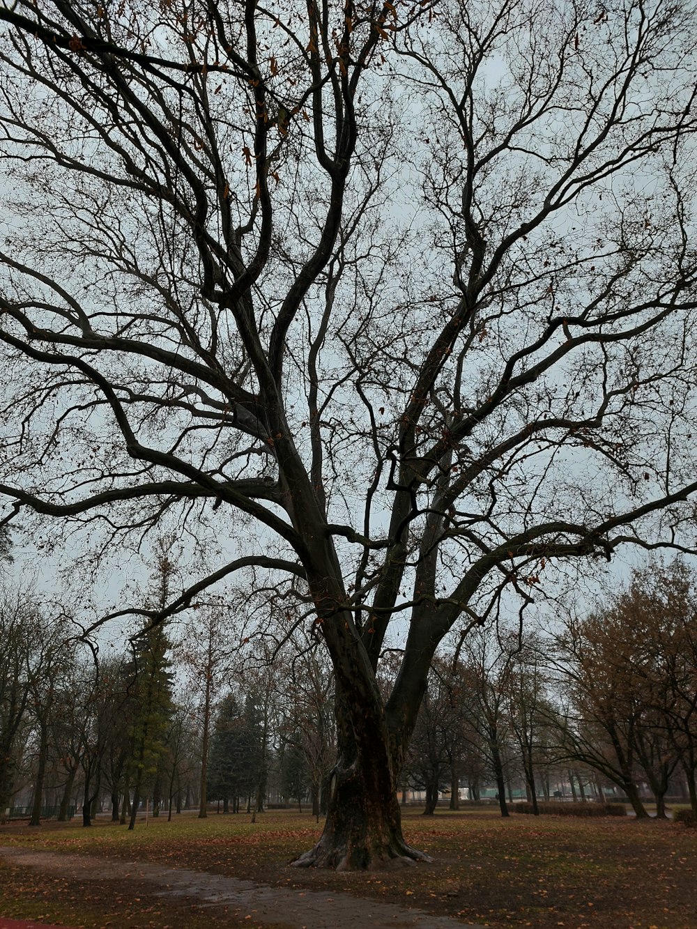 a tree with no leaves in a park