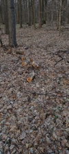 A forested area with numerous trees and a ground covered in dry leaves. Several tree trunks lie cut on the forest floor, indicating recent logging activity.