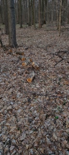 A forested area with numerous trees and a ground covered in dry leaves. Several tree trunks lie cut on the forest floor, indicating recent logging activity.