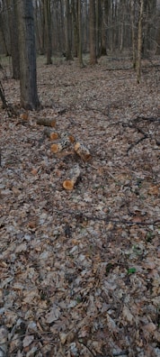 A forested area with numerous trees and a ground covered in dry leaves. Several tree trunks lie cut on the forest floor, indicating recent logging activity.