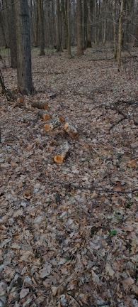 A forested area with numerous trees and a ground covered in dry leaves. Several tree trunks lie cut on the forest floor, indicating recent logging activity.