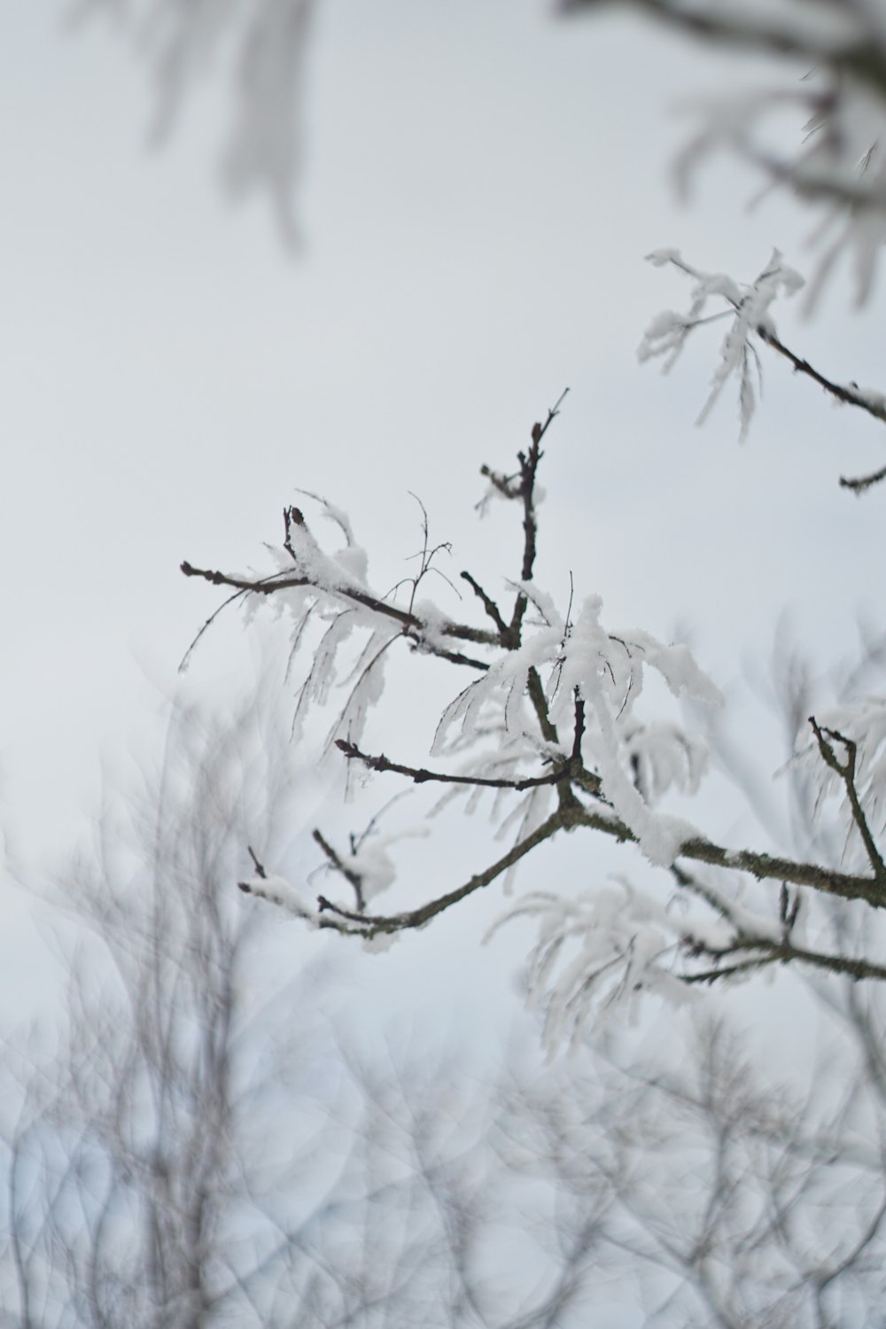 a bird sitting on top of a tree branch covered in snow