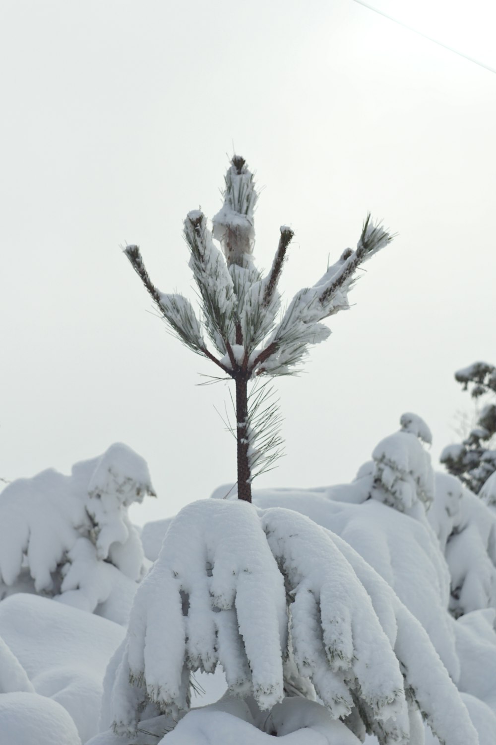 a small pine tree covered in snow