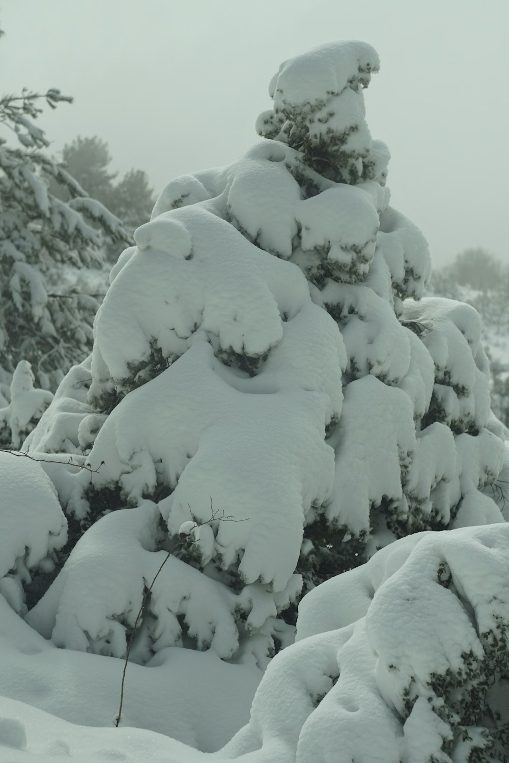 a snow covered pine tree in the snow