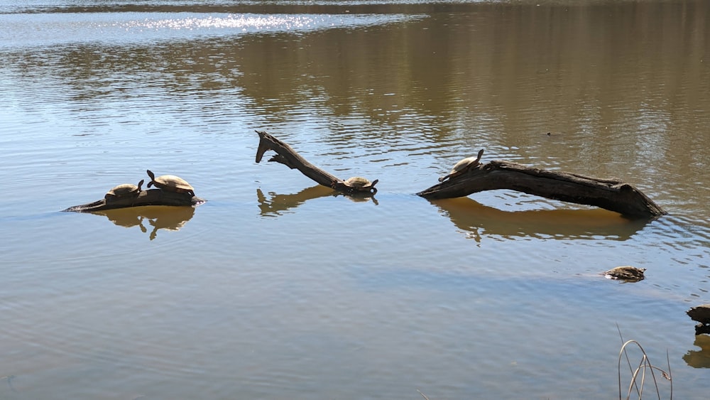 a group of birds sitting on top of a log in the water